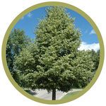 Tilia cordata 'Greenspire' Linden