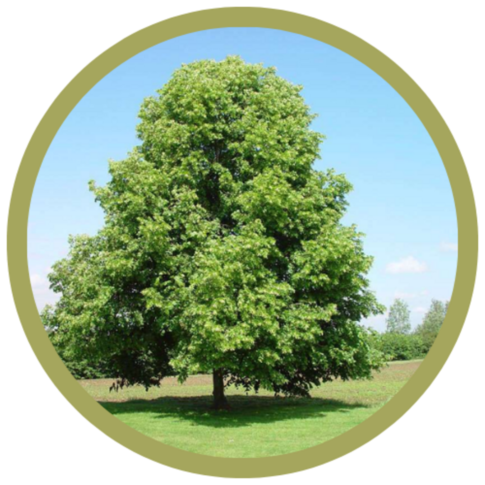Tilia cordata 'Little Leaf' Linden
