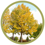 Tilia mongolica 'Harvest Gold' Linden