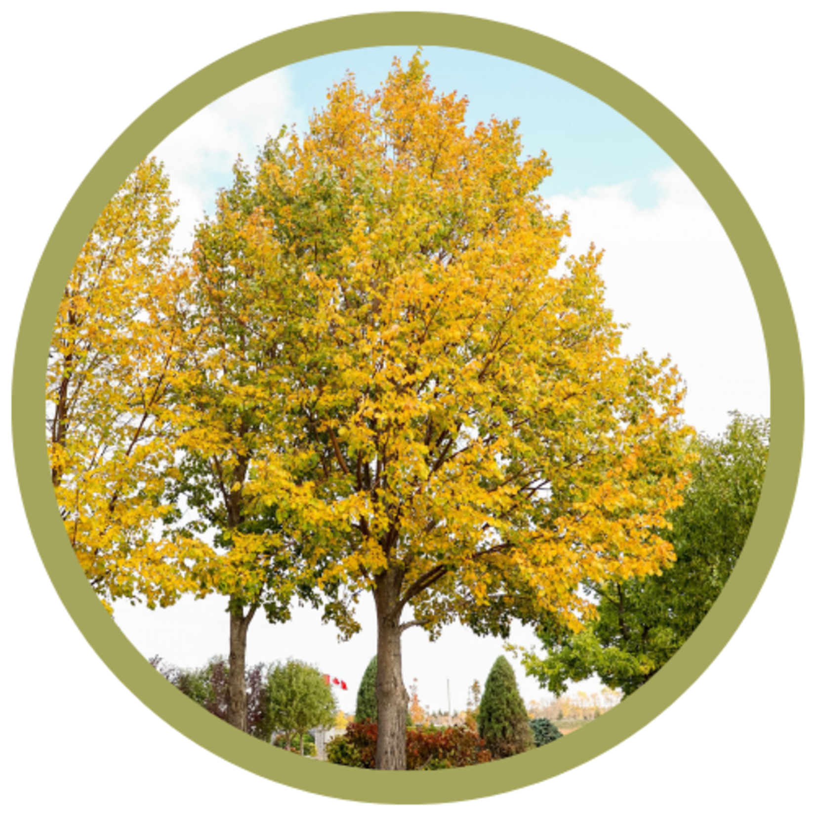 Tilia mongolica 'Harvest Gold' Linden