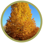 Tilia x flavescens 'Dropmore' Hybrid Linden