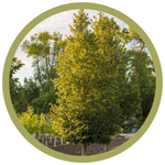 Tilia x flavescens 'Jefhouse' Lighthouse Linden