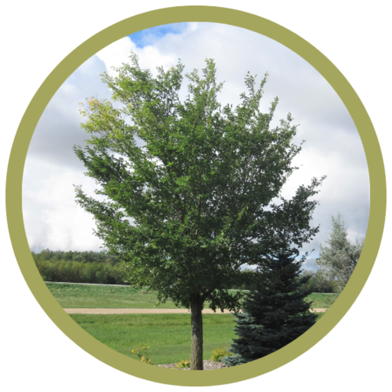 Ulmus davidiana 'Discovery' Elm