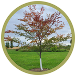 Ulmus japonica 'Night Rider' Elm