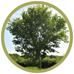 Ulmus sp. 'Morton Glossy' Triumph Hybrid Elm