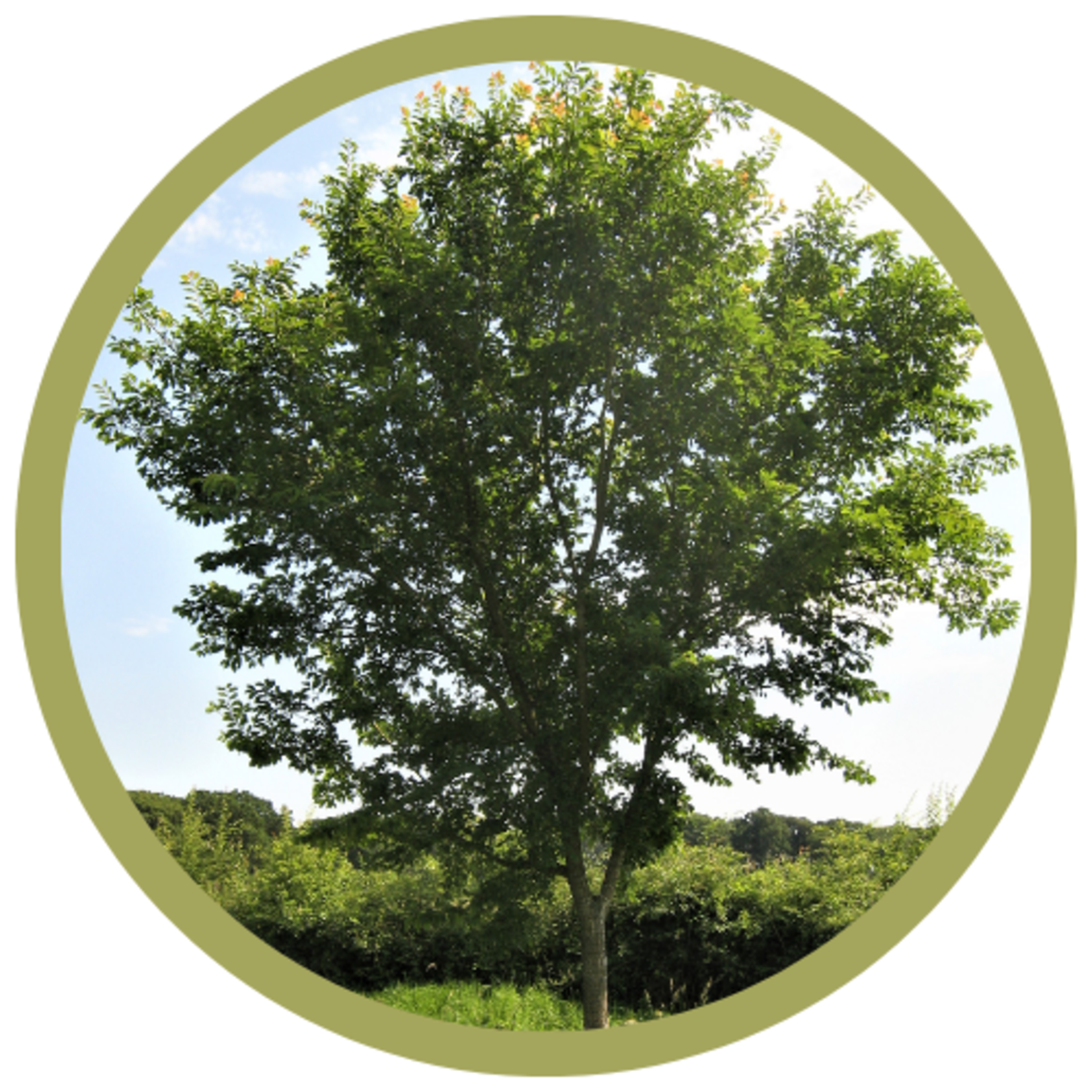 Ulmus sp. 'Morton Glossy' Triumph Hybrid Elm