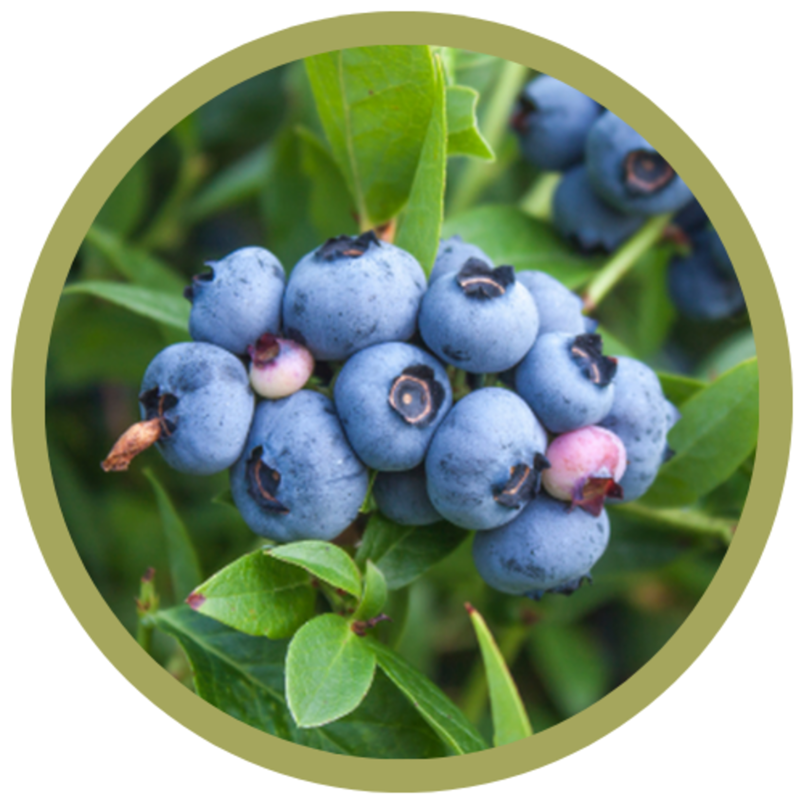 Vaccinium corymbosum 'Polaris' Blueberry