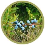 Vaccinium corymbosum 'St Cloud' Blueberry