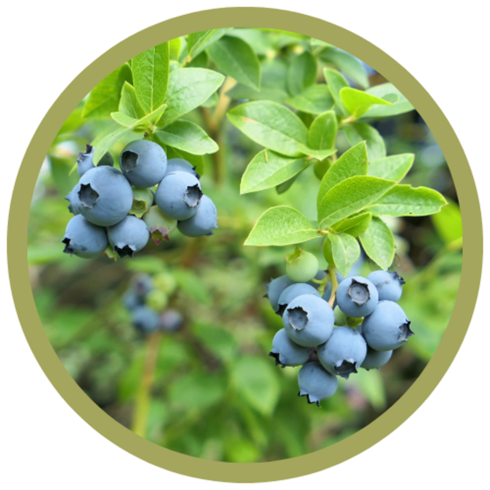 Vaccinium x 'Northland' Blueberry