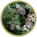 Viburnum carlesii 'Lil Ditty' Arrowwood (Koreanspice)