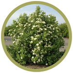 Viburnum lentago Nannyberry