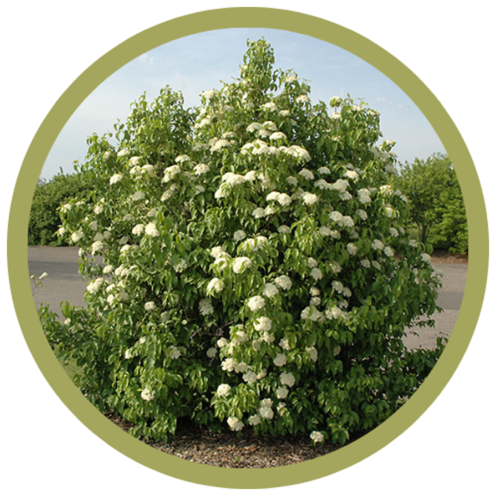 Viburnum lentago Nannyberry