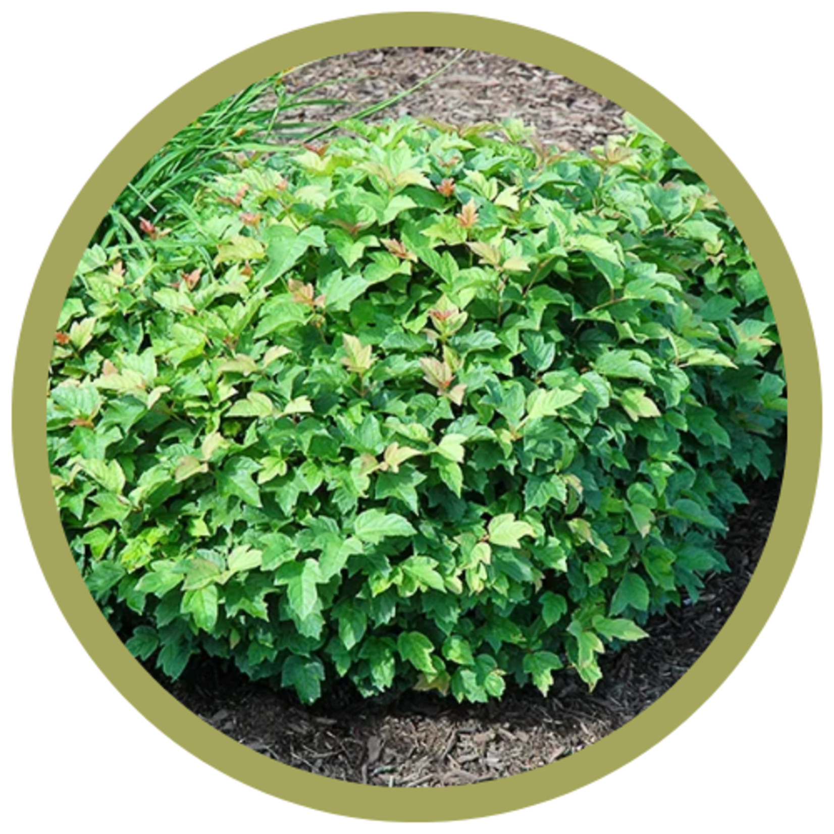 Viburnum opulus 'Nanum' Dwarf European Cranberry