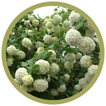 Viburnum opulus 'Roseum' Snowball Bush