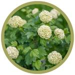 Viburnum opulus 'Sterile' Snowball Viburnum