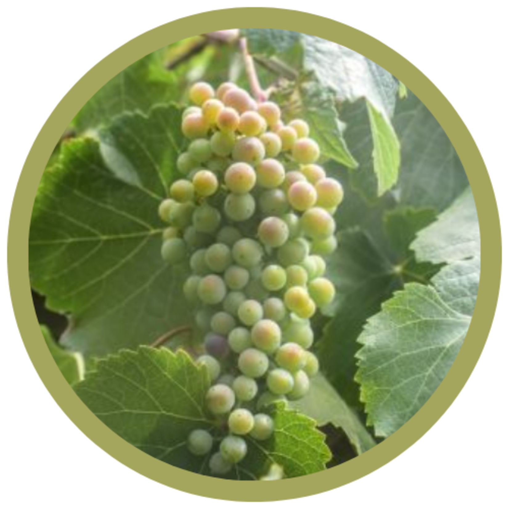 Vitis labrusca 'Morden Concord White' Grape