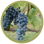Vitis labrusca x 'Morden Concorde' (Blue Ice) Grape