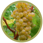 Vitis riperia 'Eona' Grape