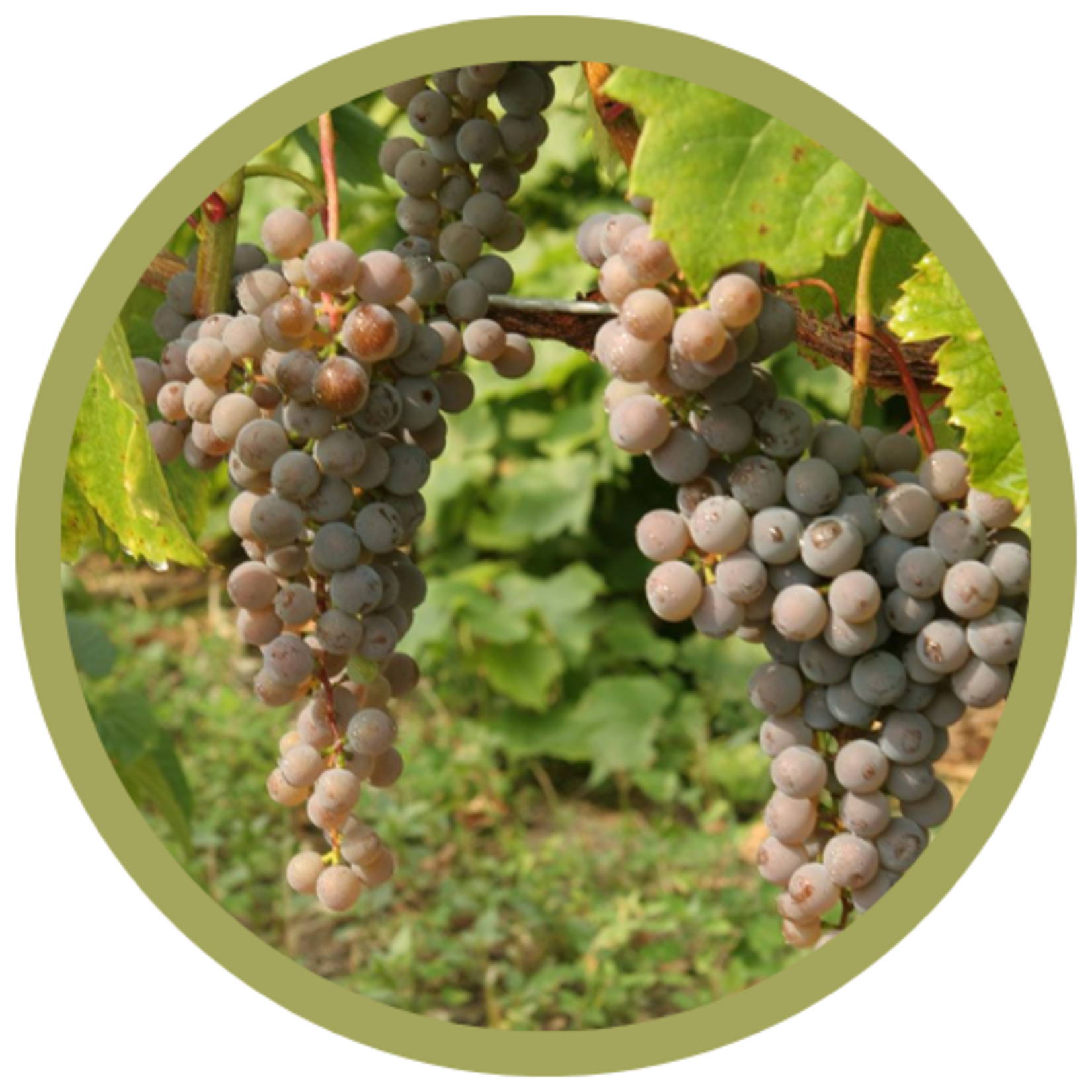 Vitis riperia x 'Frontenac gris' Grape