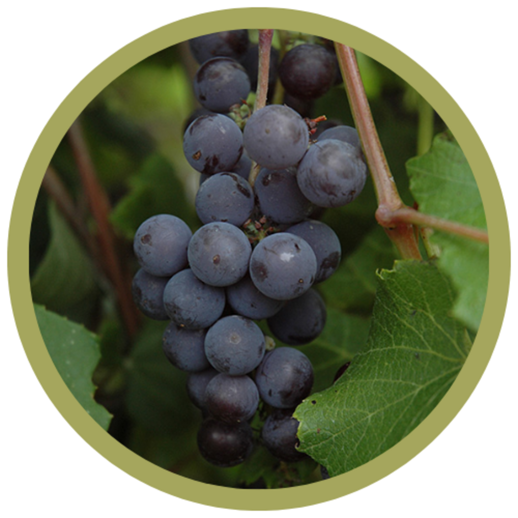 Vitis riperia x 'Minnesota 78' Grape