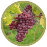 Vitis vinifera 'Severnji' Severny Grape