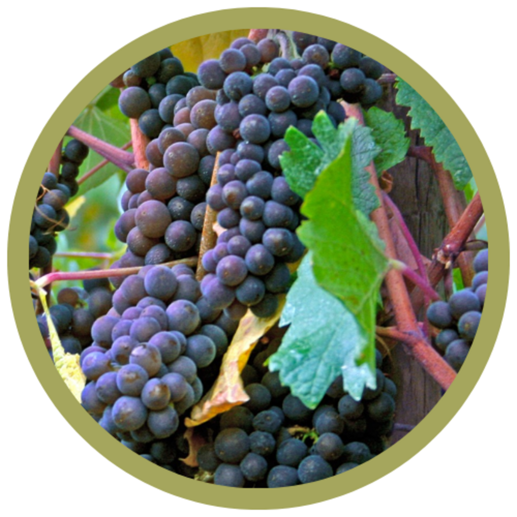 Vitis vinifera x 'Marquette' Grape