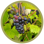 Vitis x 'Beta' Grape