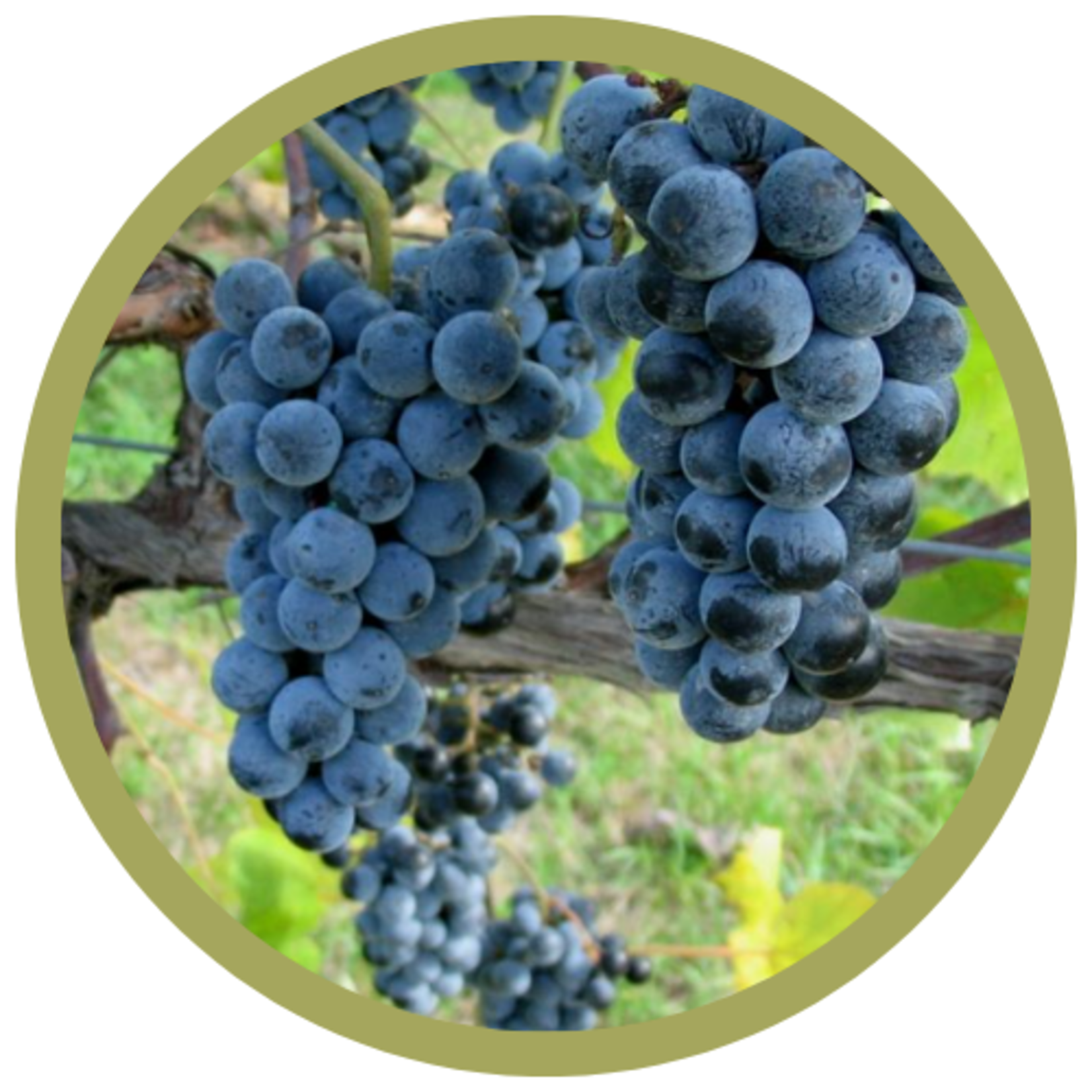 Vitis x 'Bluebell' Grape