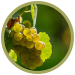 Vitis x 'Prairie Star' Grape