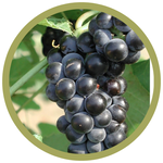 Vitis x 'Valiant' Grape