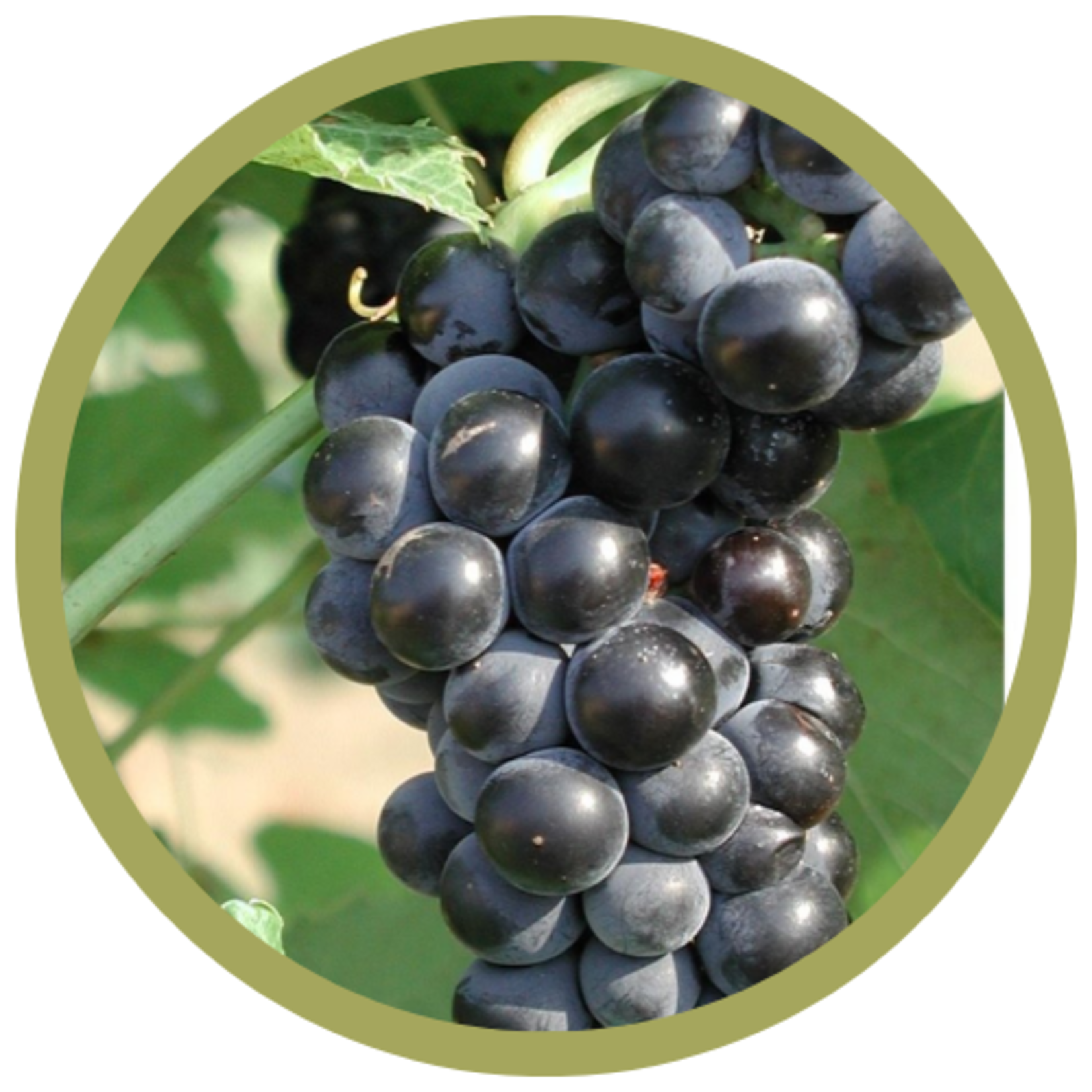 Vitis x 'Valiant' Grape