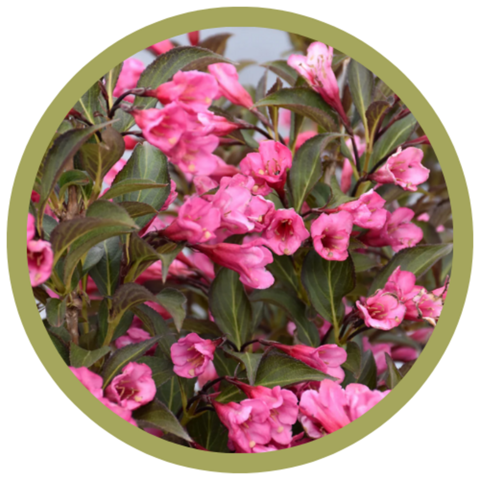 Weigela florida 'Alexandra' Wine & Roses