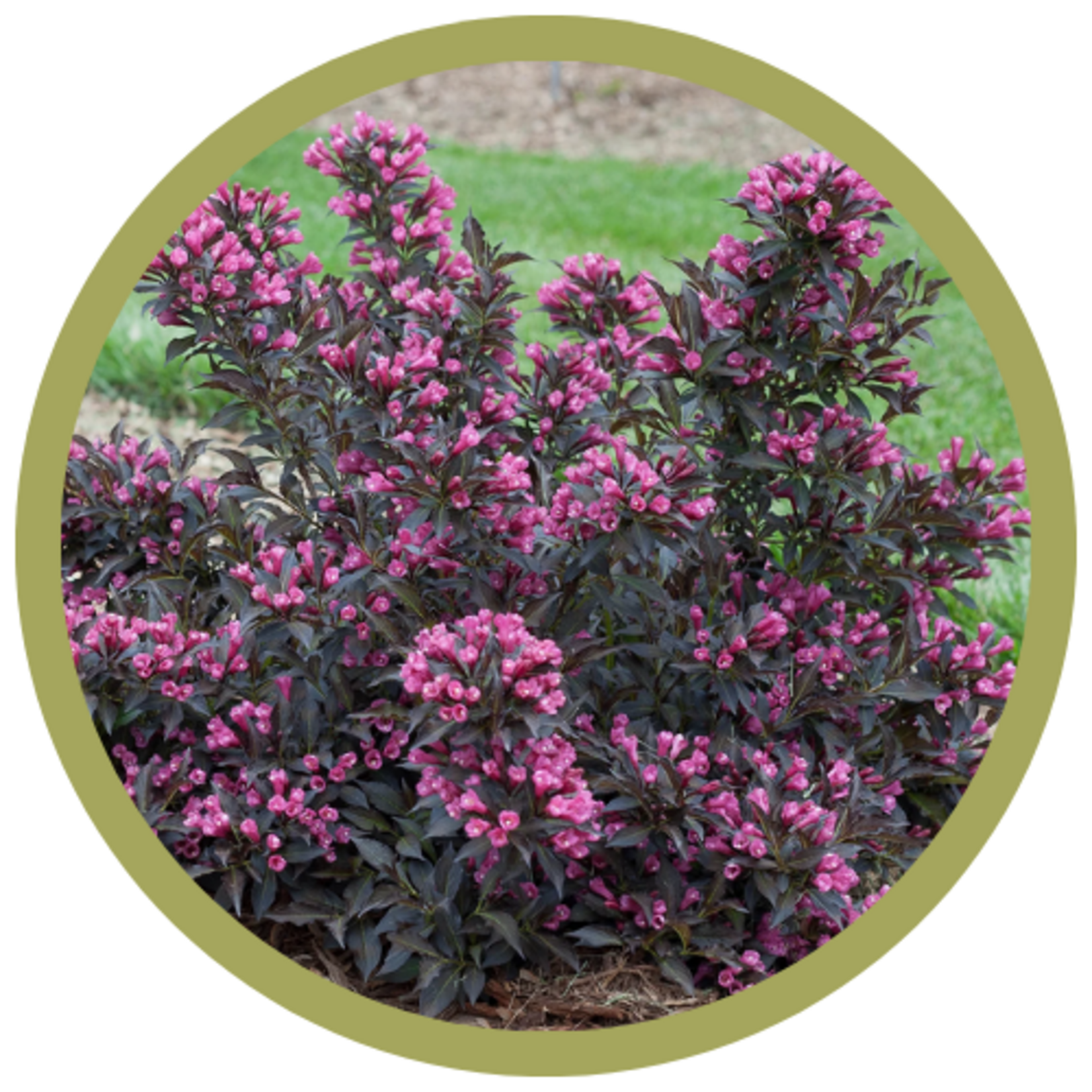 Weigela florida 'Bokraspiwi' Spilled Wine