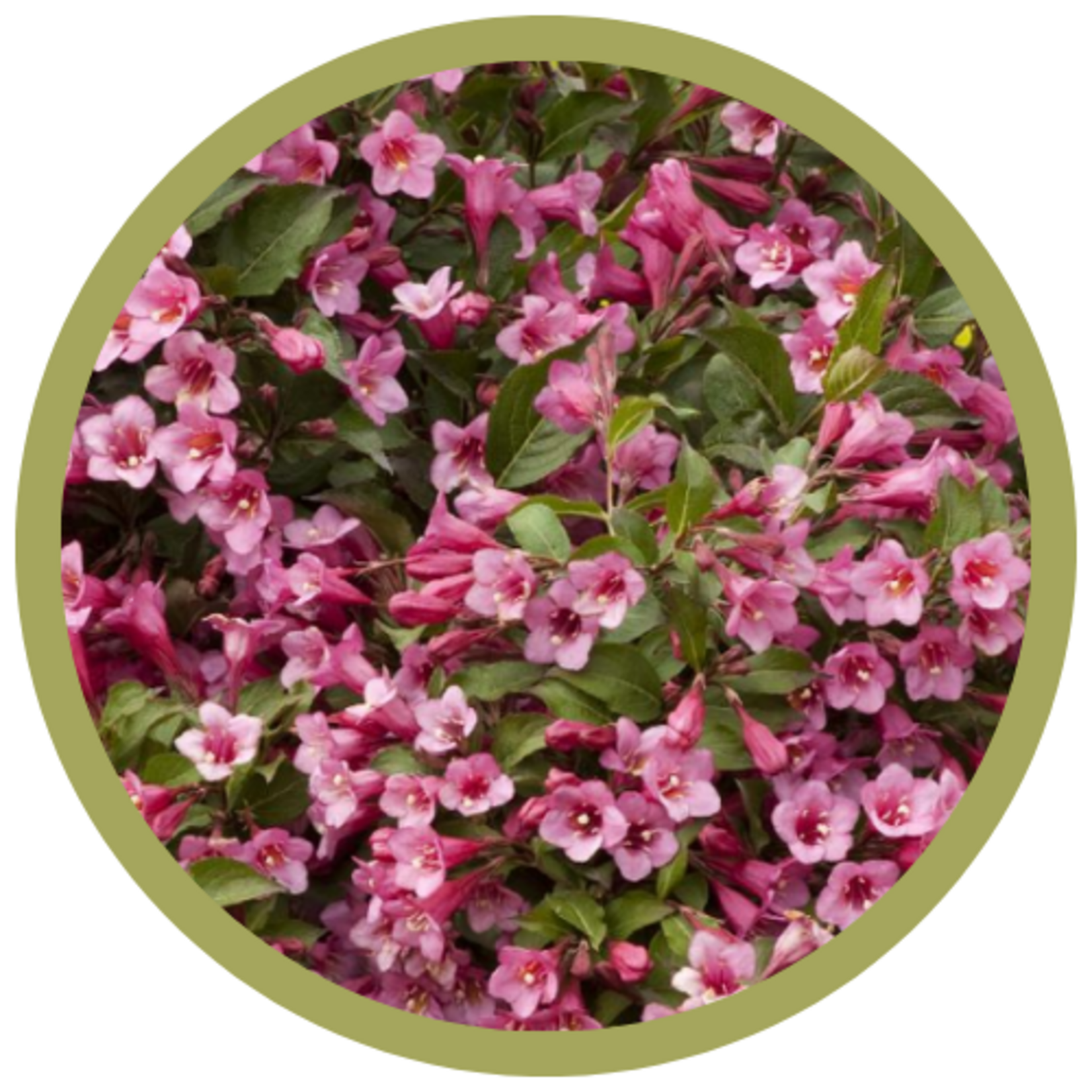 Weigela florida 'Minuet'