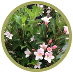 Weigela florida 'Polka'