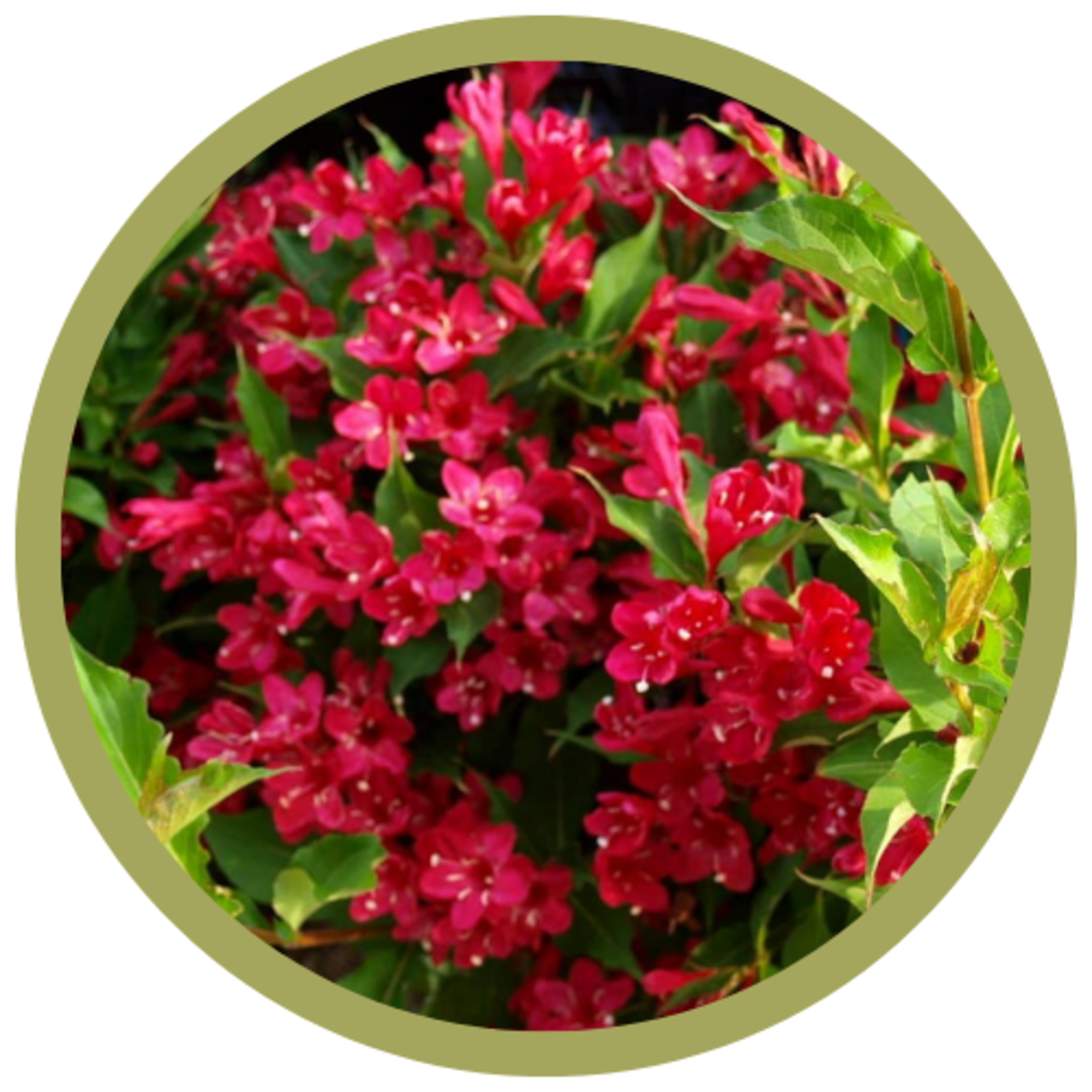Weigela florida 'Red Prince'