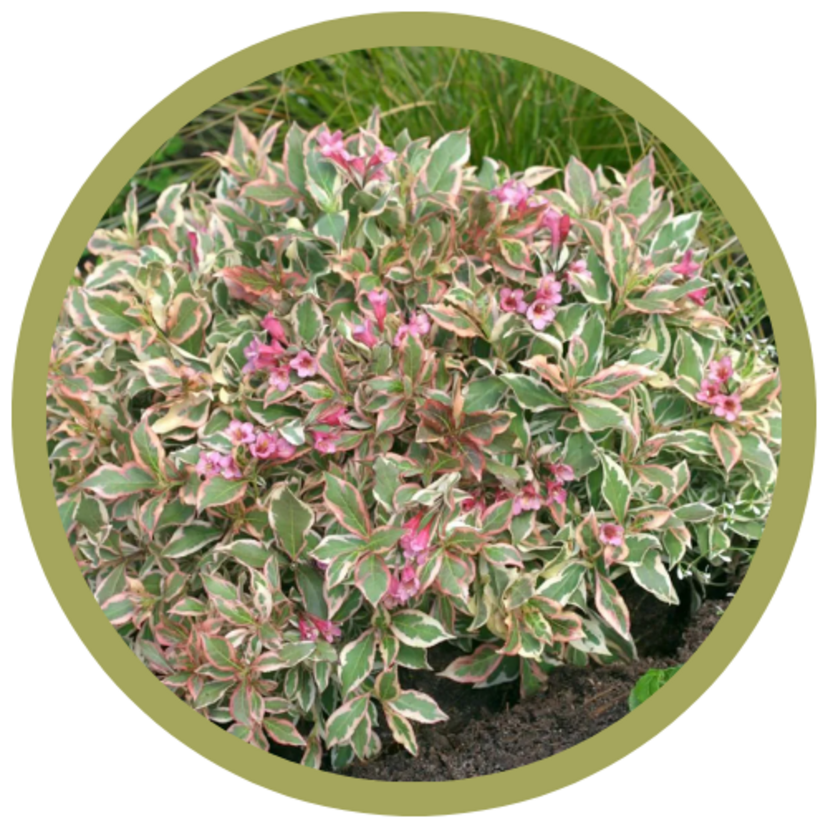 Weigela florida 'Verweig' My Monet