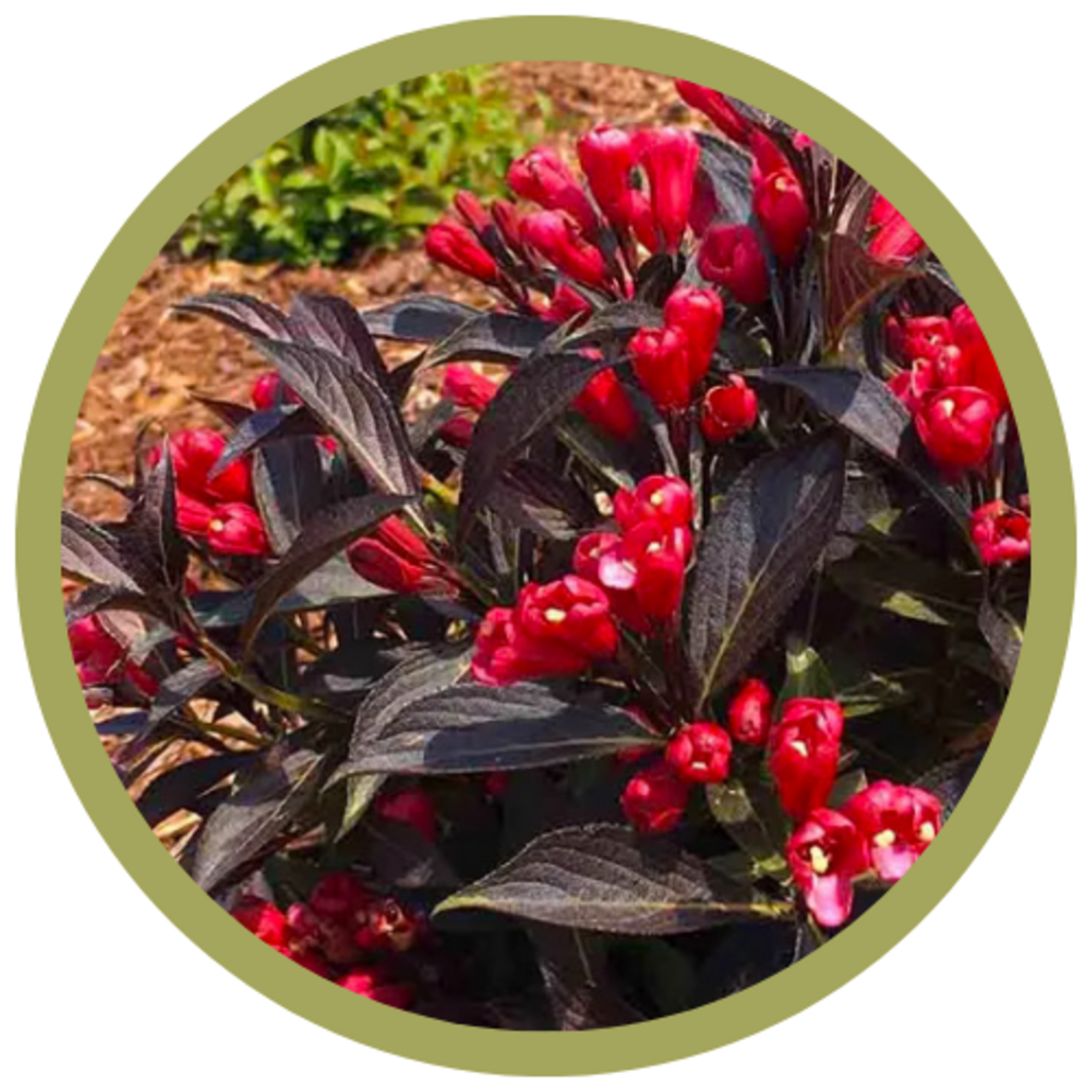 Weigela x 'ZR1' Date Night Electric Love