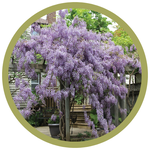 Wisteria macrostachya 'Blue Moon'