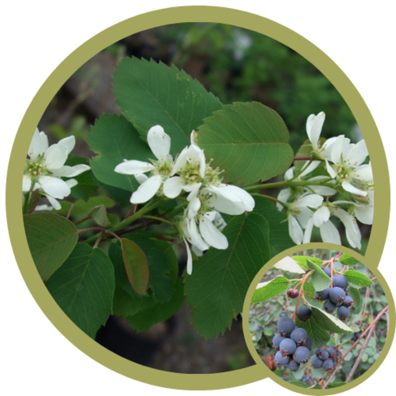 Amelanchier sp. Windmill Collection Assorted Saskatoon