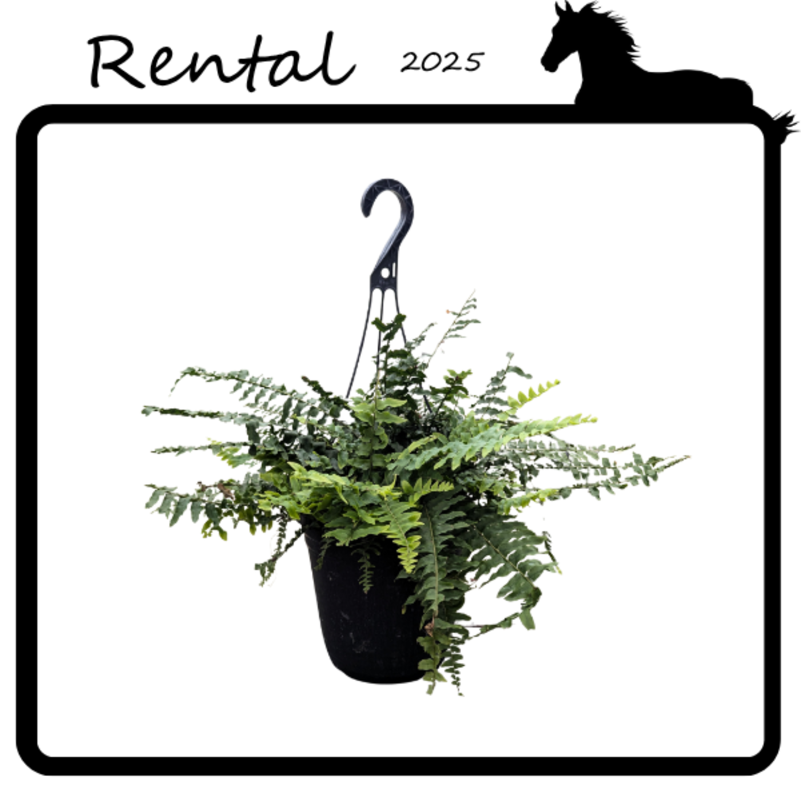 Rental - Boston Fern