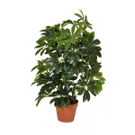 Artificial Schefflera Arboricola - 450 Leaves