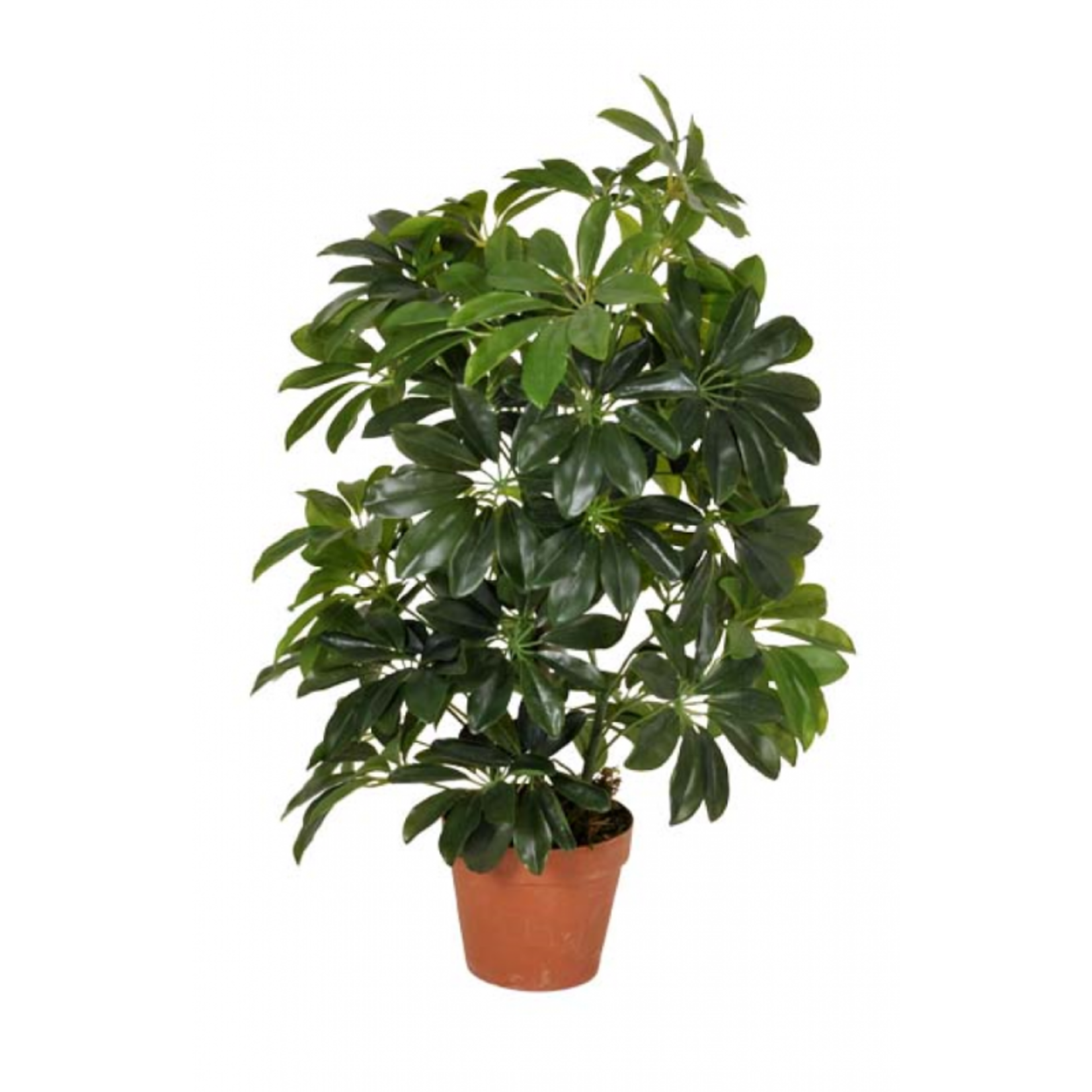 Artificial Schefflera Arboricola - 450 Leaves