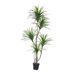 Artificial Yuccas in Black Plastic Pot