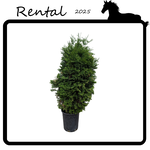 Rental - Cedar #05 - #07 Gallon Nursery Container