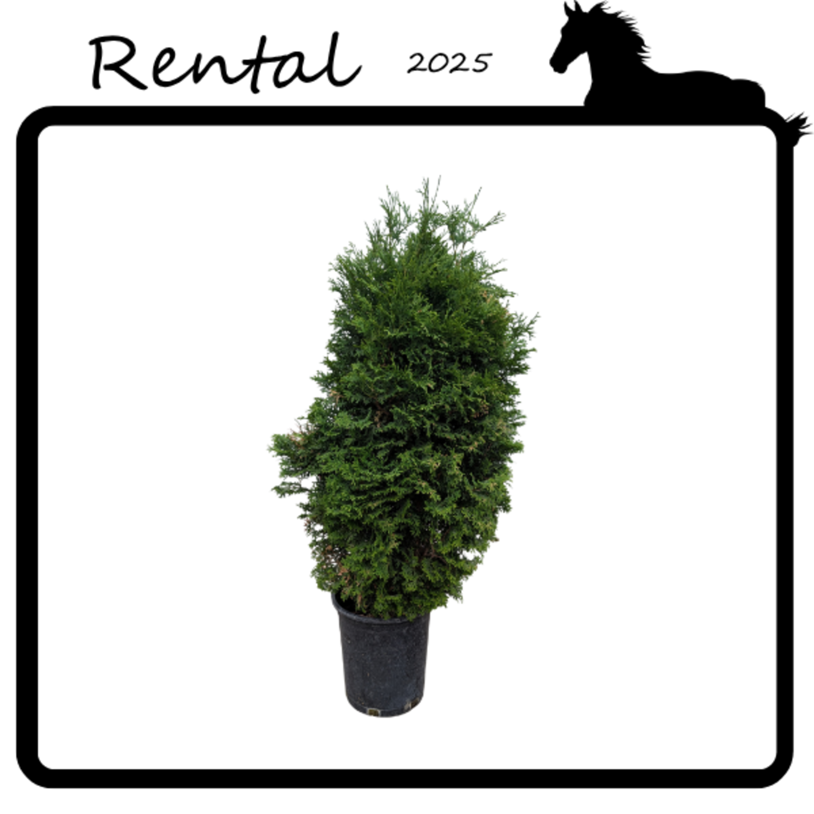 Rental - Cedar #05 - #07 Gallon Nursery Container