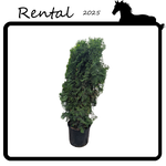 Rental - Cedar #10 Gallon Nursery Container