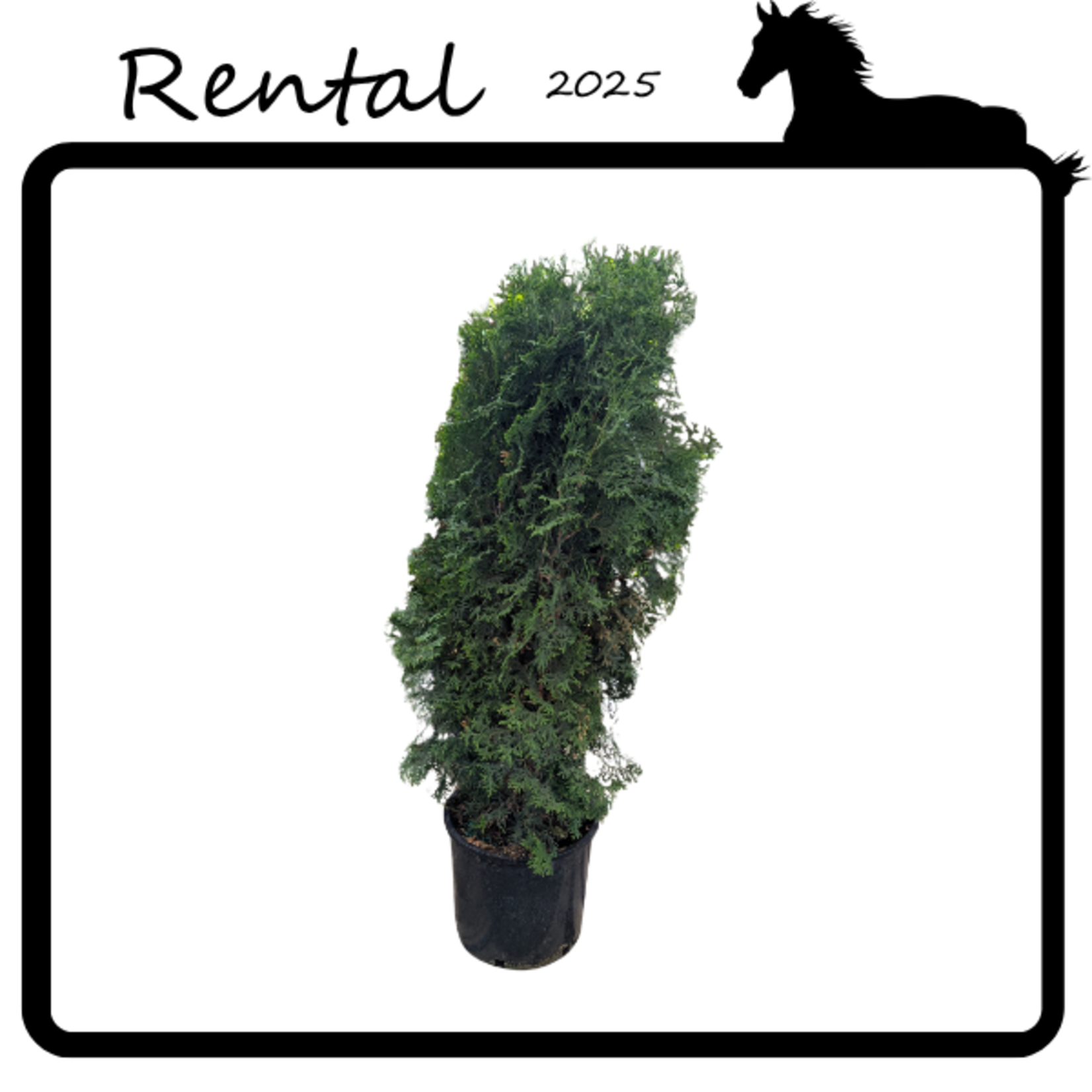 Rental - Cedar #10 Gallon Nursery Container