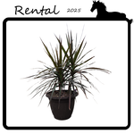 Rental - Dracaena sp.