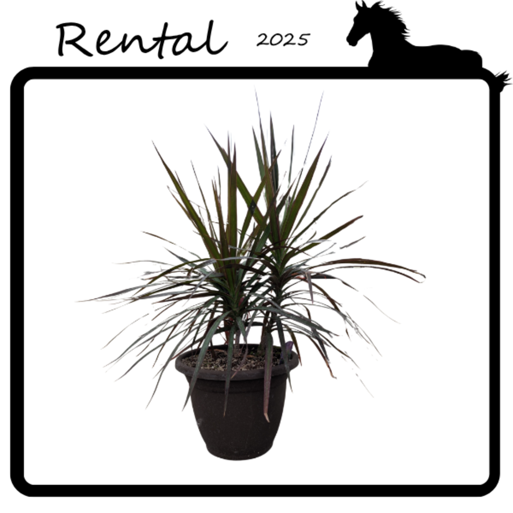 Rental - Dracaena sp.